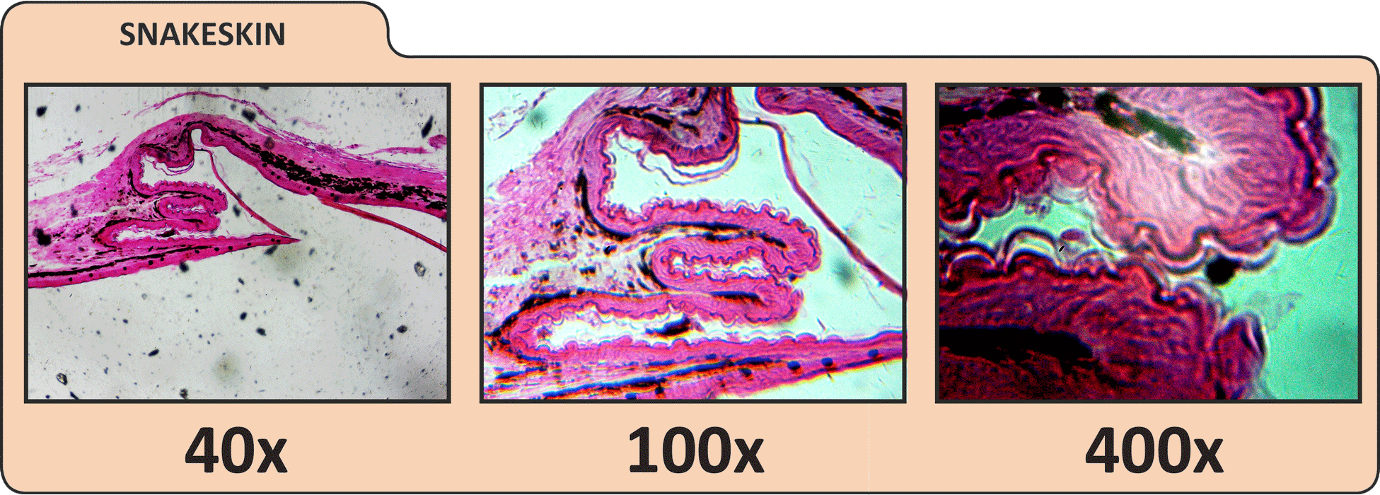 LCD Digital Microscope II