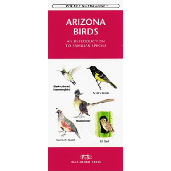 Arizona Birds - An Introduction to Familiar Species